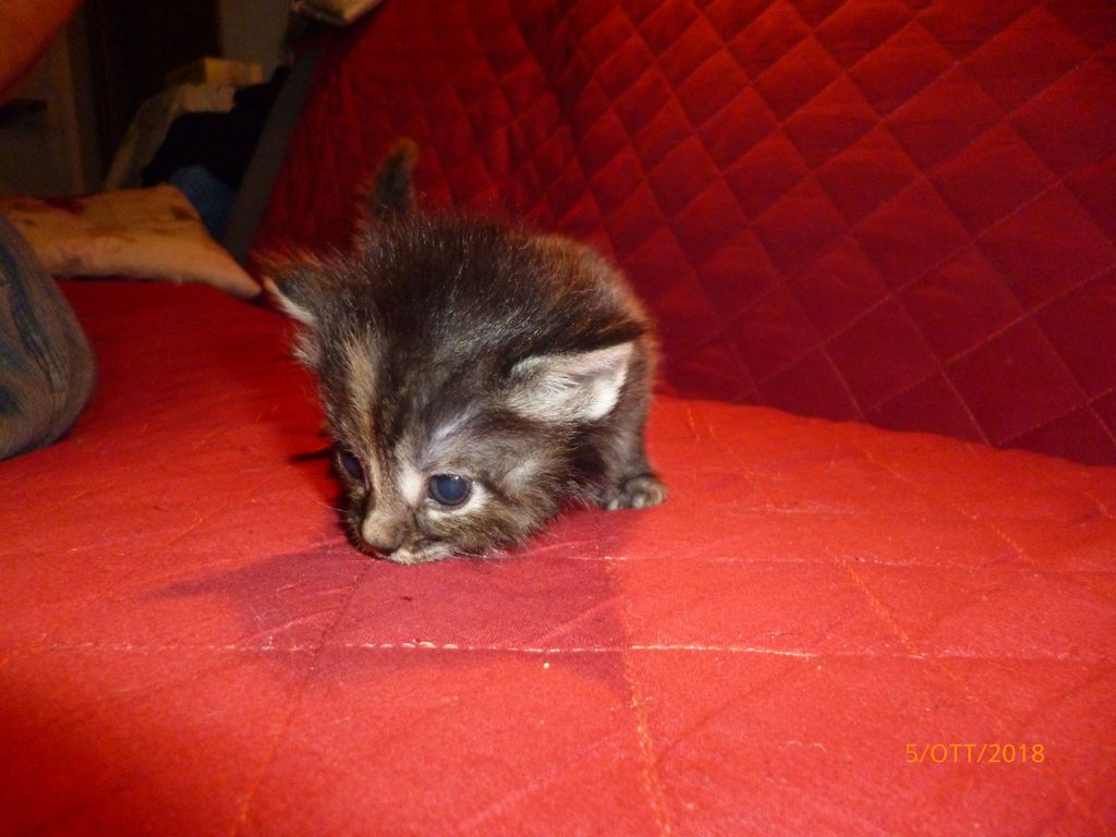 Gatti Norvegesi - cuccioli