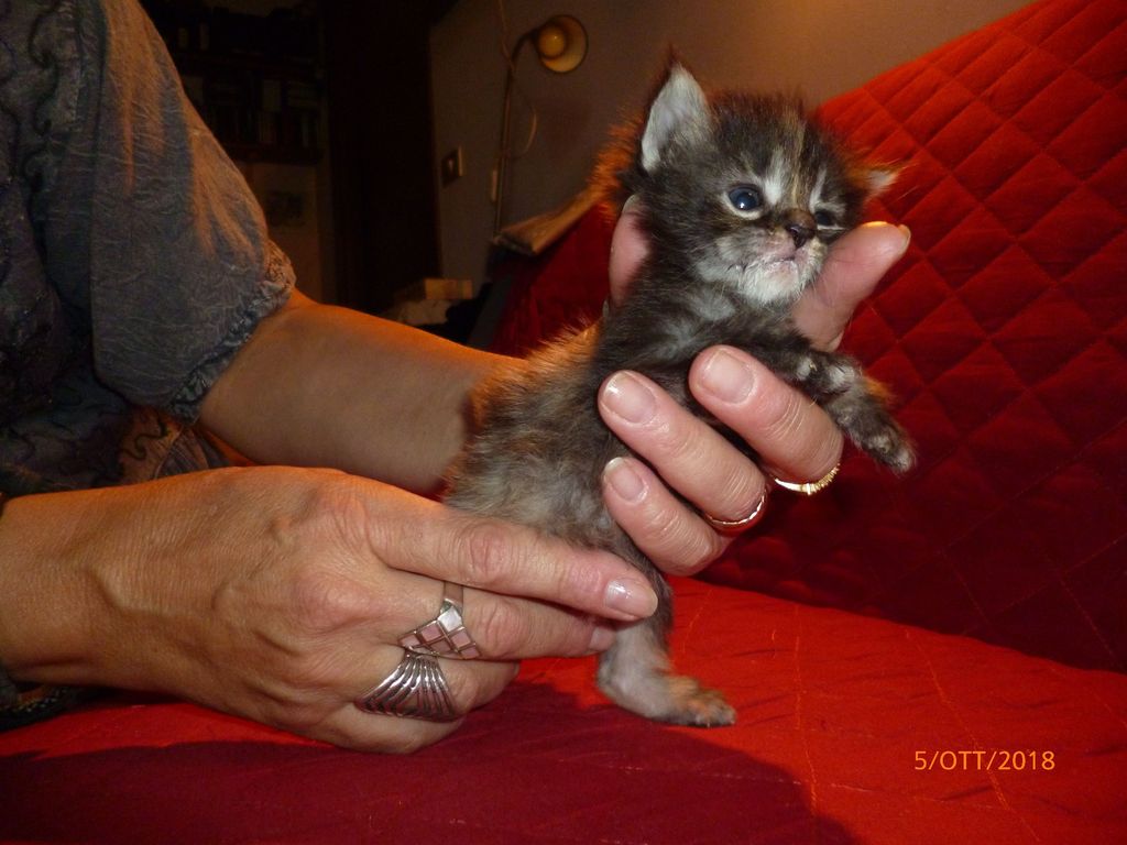 Gatti Norvegesi - cuccioli