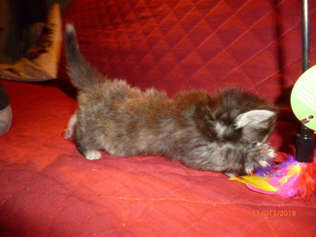 Gatti Norvegesi - cuccioli