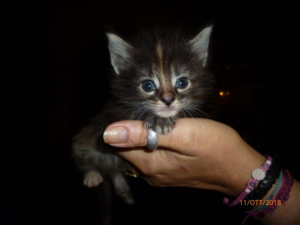 Gatti Norvegesi - cuccioli