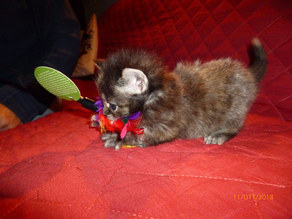 Gatti Norvegesi - cuccioli