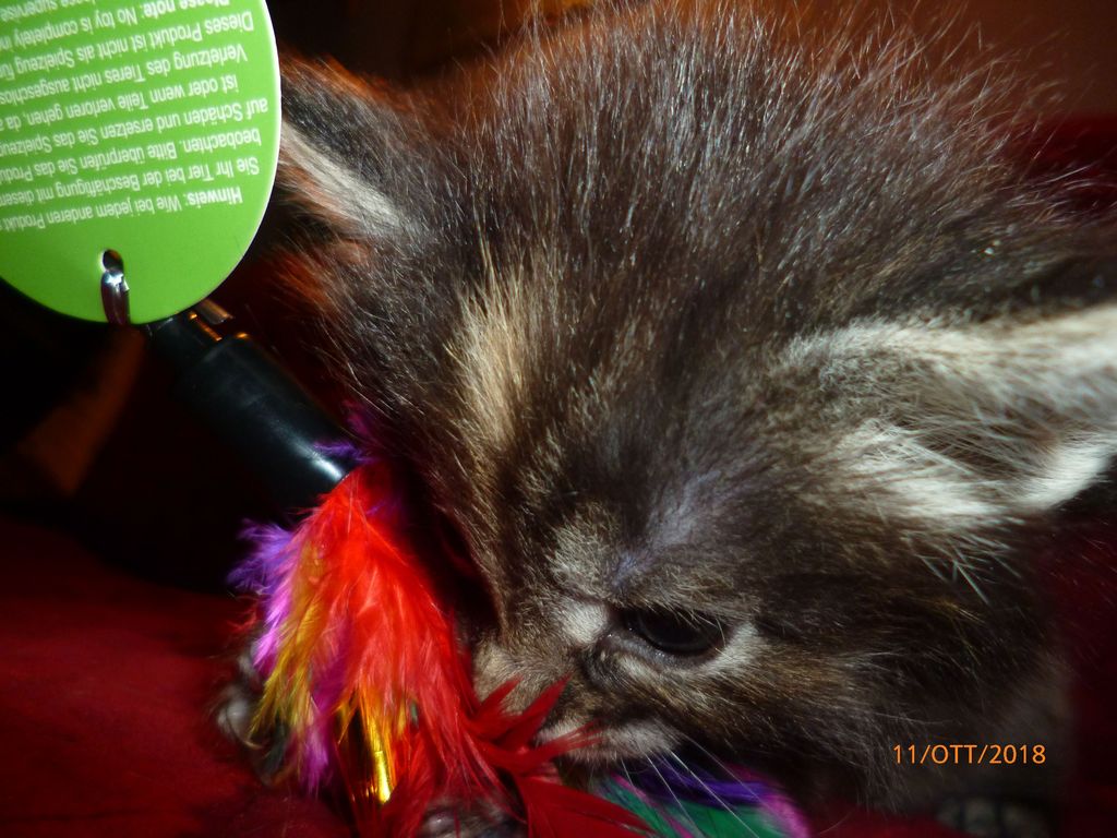 Gatti Norvegesi - cuccioli