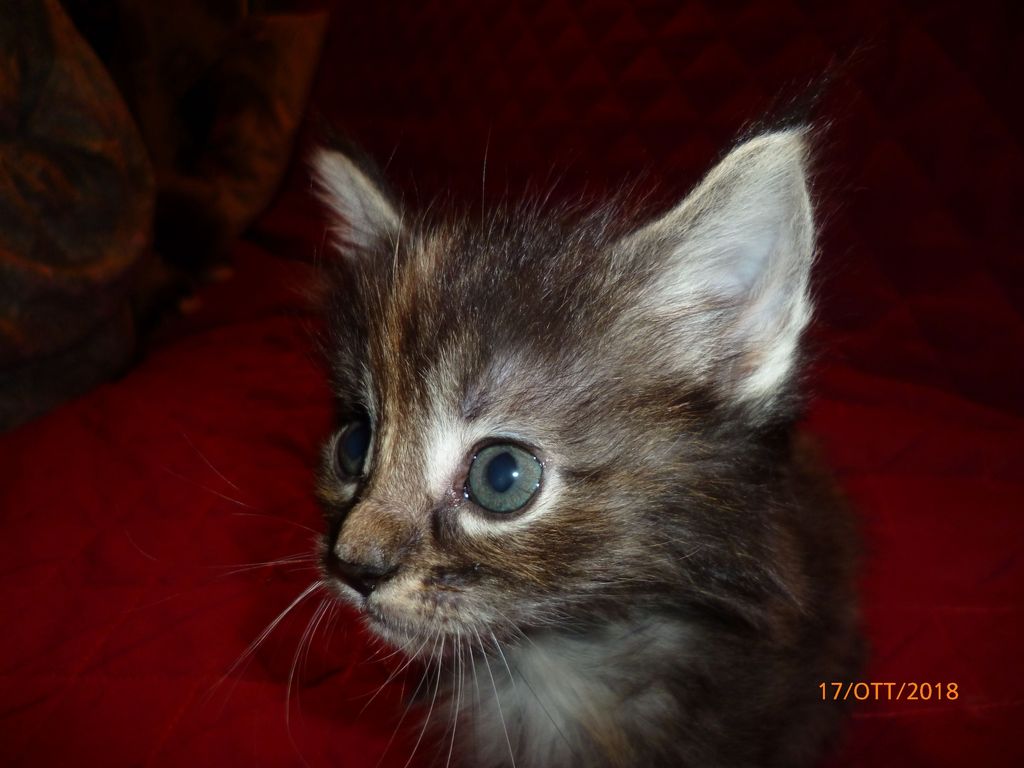 Gatti Norvegesi - cuccioli