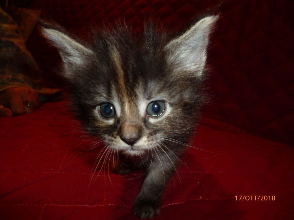 Gatti Norvegesi - cuccioli