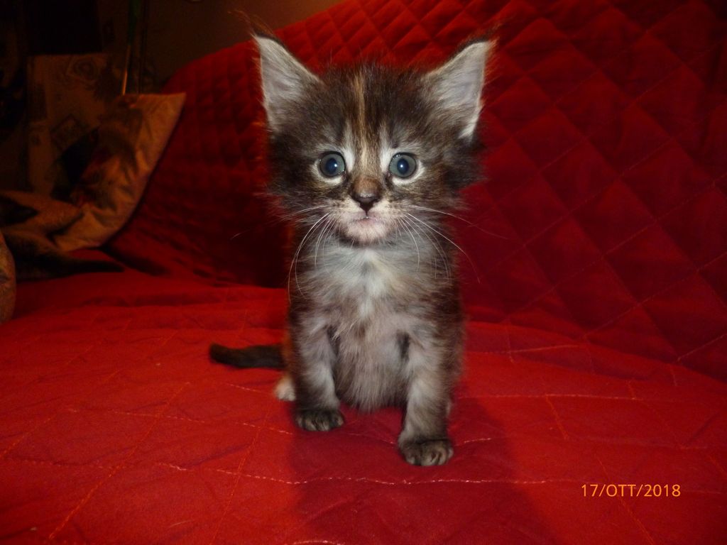 Gatti Norvegesi - cuccioli