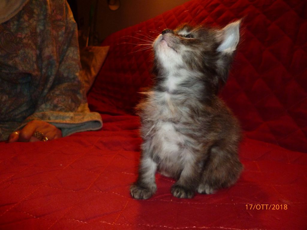Gatti Norvegesi - cuccioli