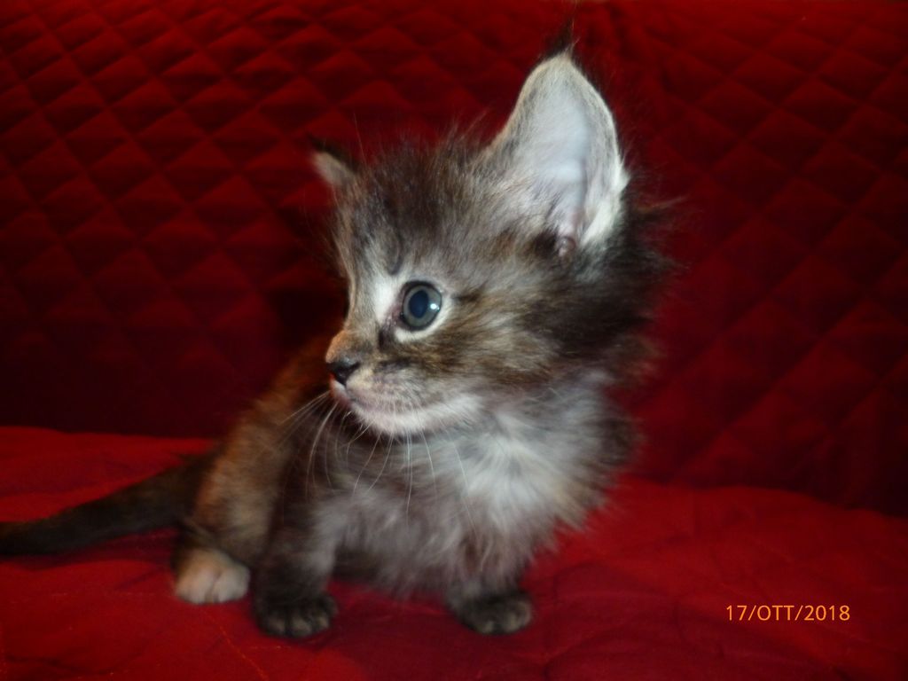 Gatti Norvegesi - cuccioli