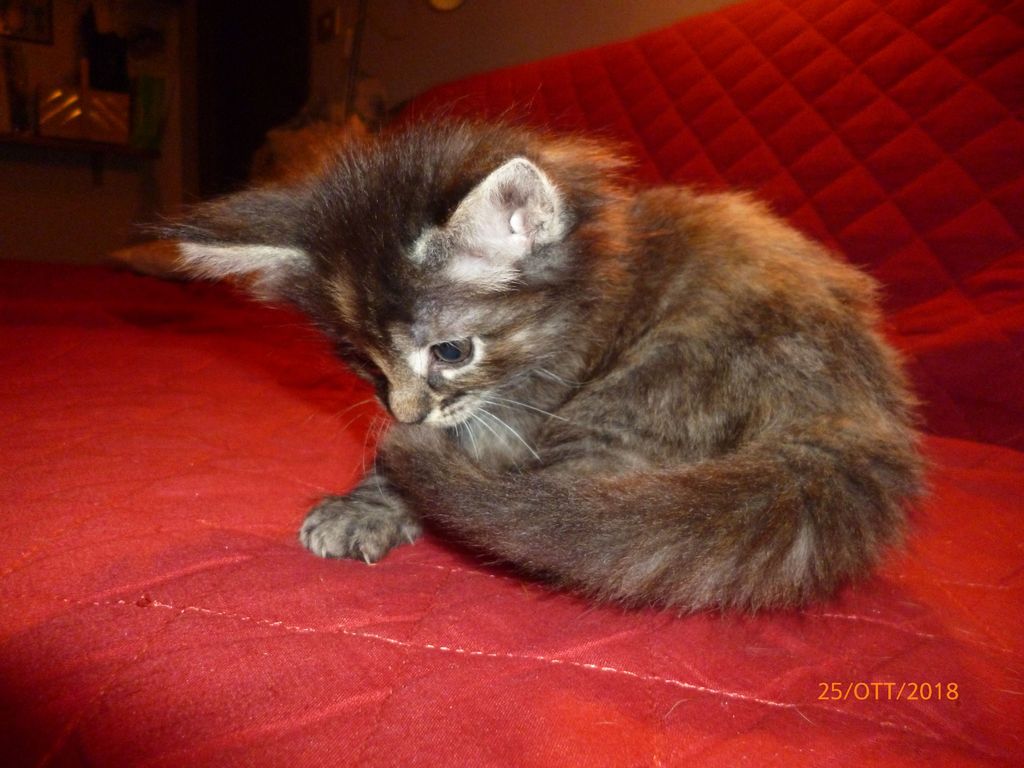Gatti Norvegesi - cuccioli