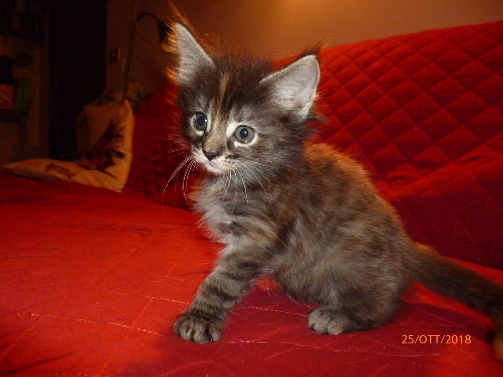 Gatti Norvegesi - cuccioli