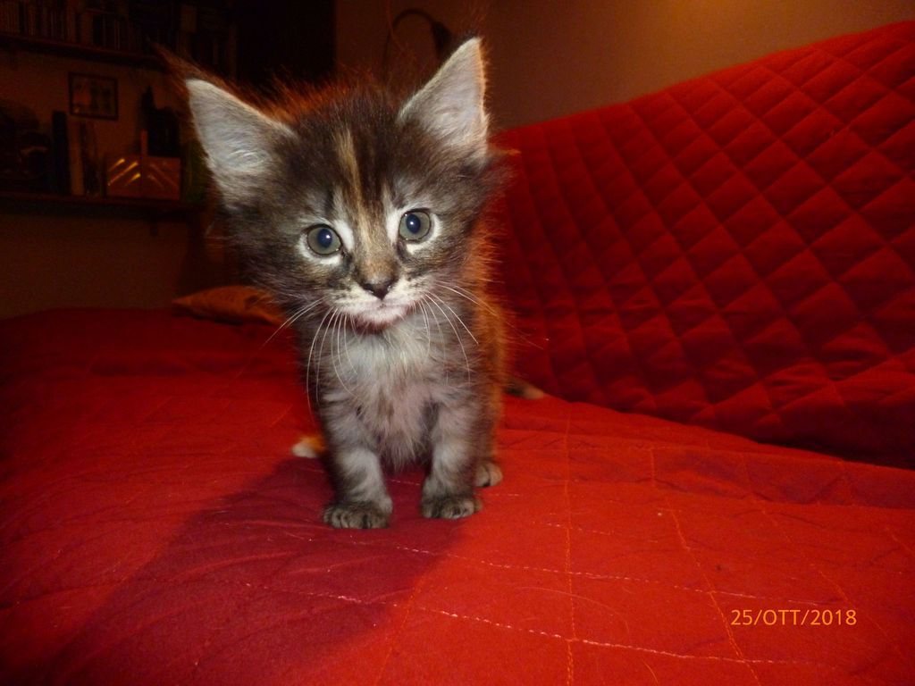 Gatti Norvegesi - cuccioli