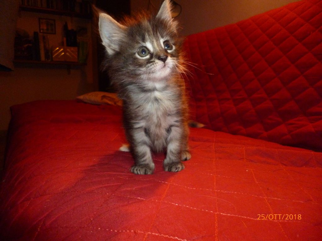 Gatti Norvegesi - cuccioli