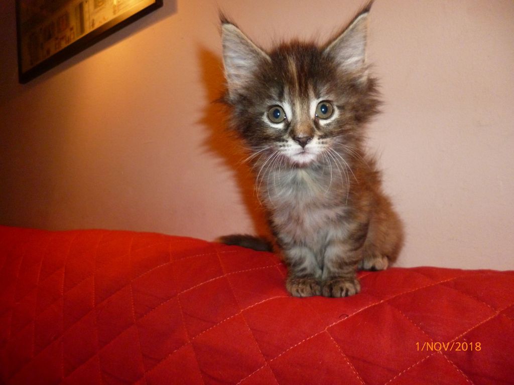 Gatti Norvegesi - cuccioli
