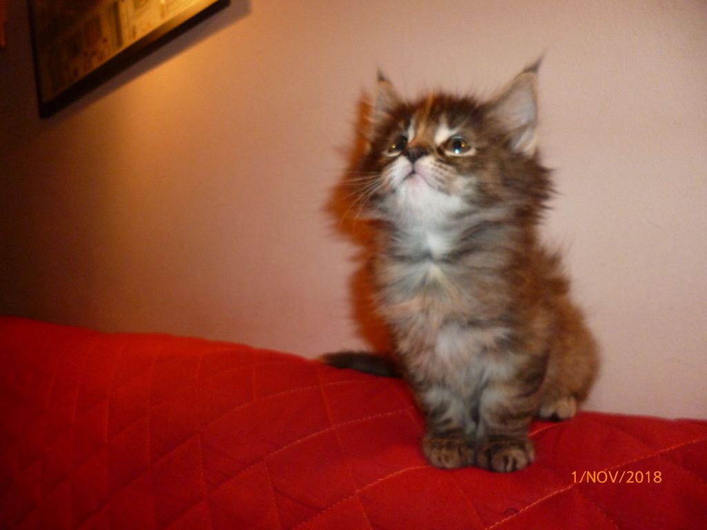 Gatti Norvegesi - cuccioli