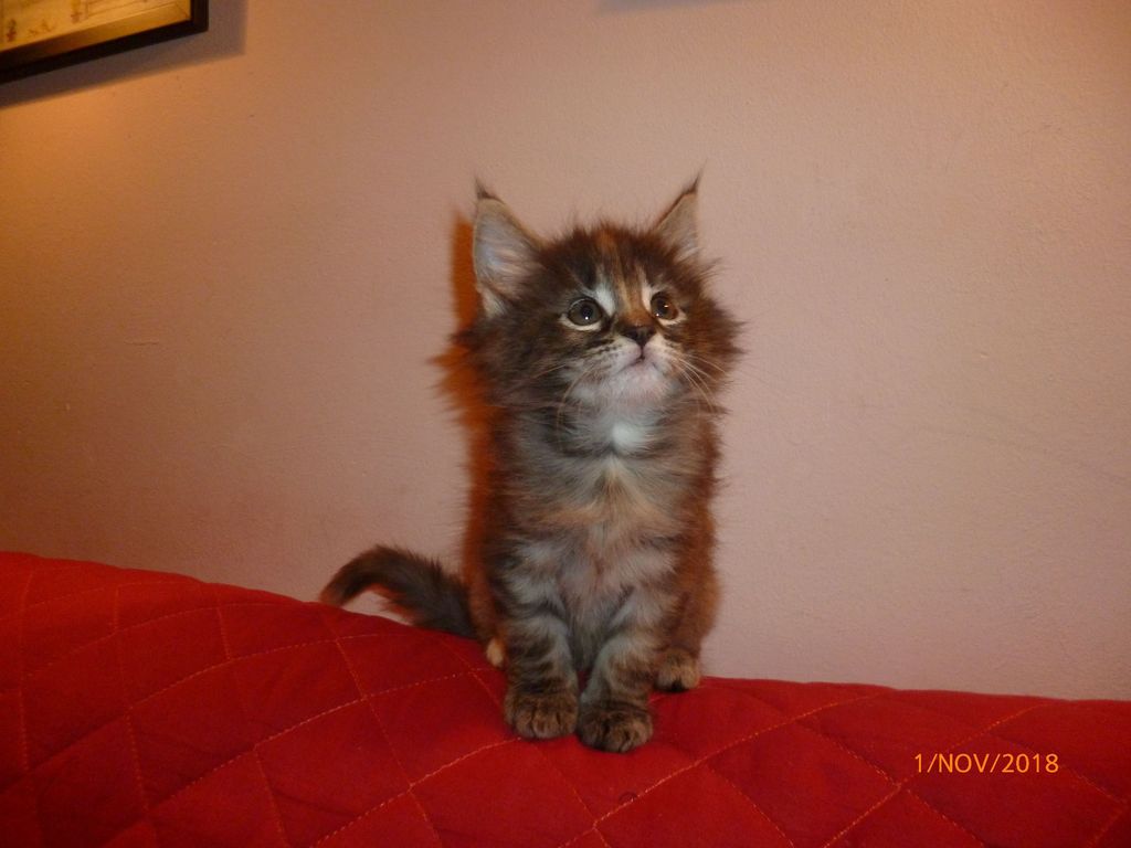 Gatti Norvegesi - cuccioli