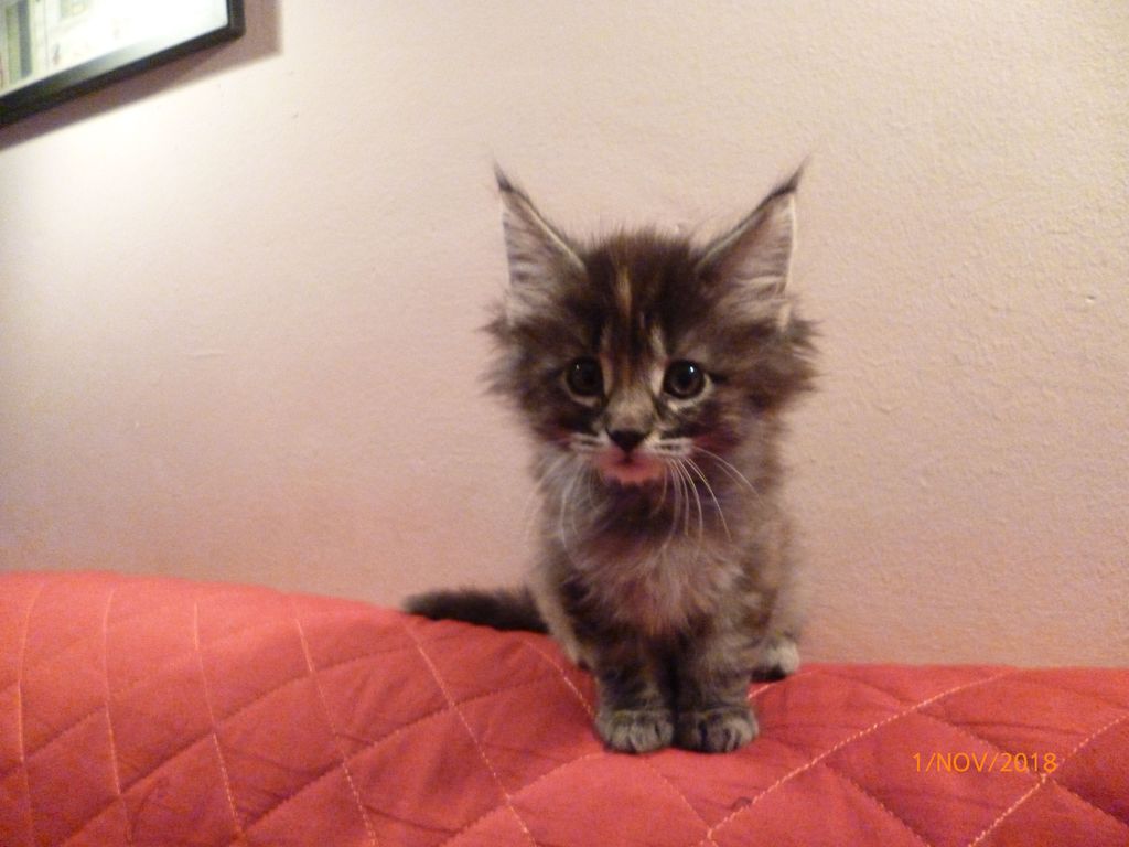 Gatti Norvegesi - cuccioli