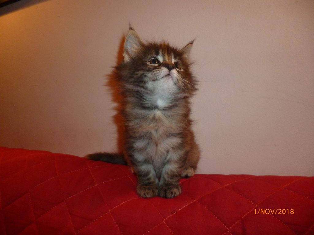 Gatti Norvegesi - cuccioli