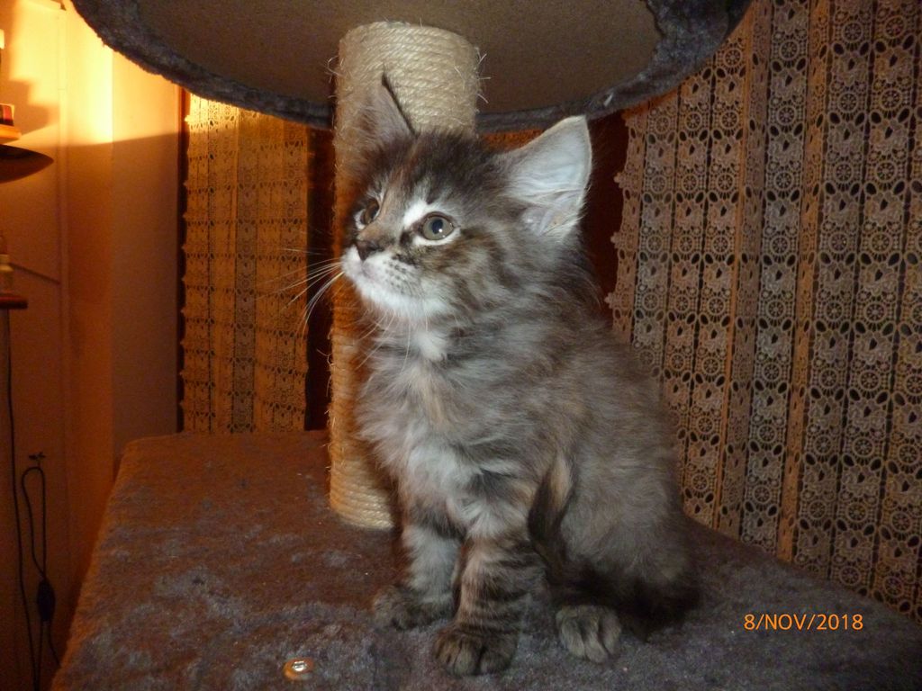Gatti Norvegesi - cuccioli
