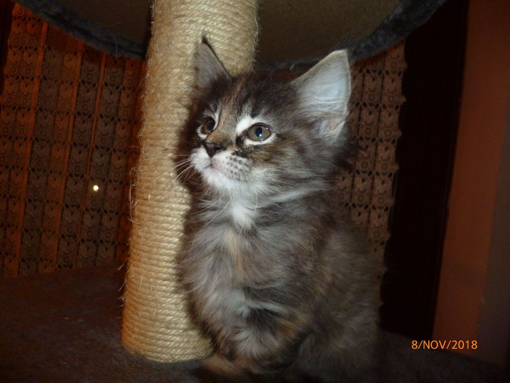 Gatti Norvegesi - cuccioli