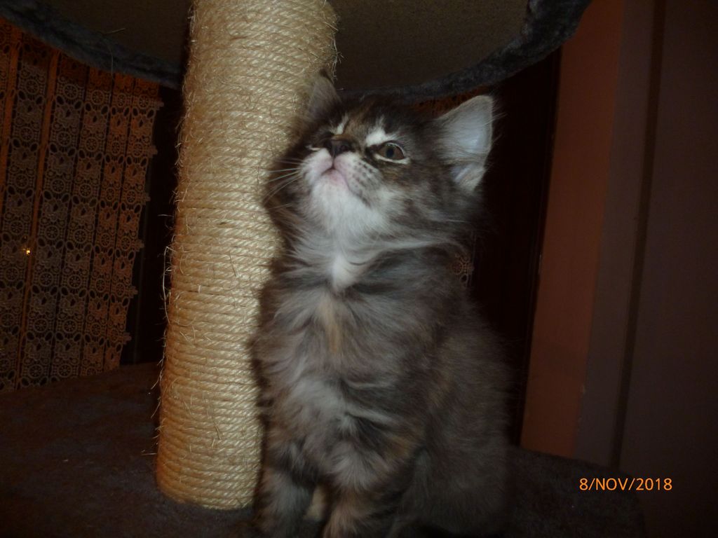 Gatti Norvegesi - cuccioli