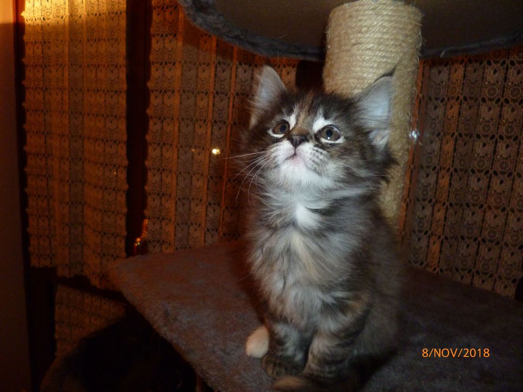 Gatti Norvegesi - cuccioli