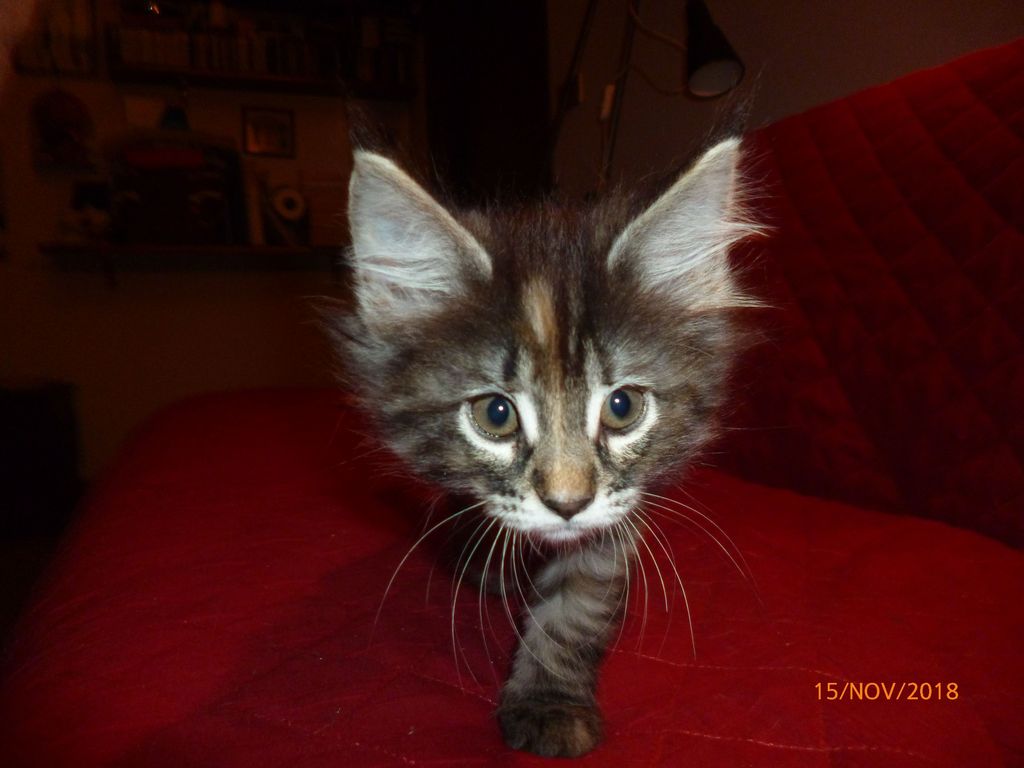 Gatti Norvegesi - cuccioli