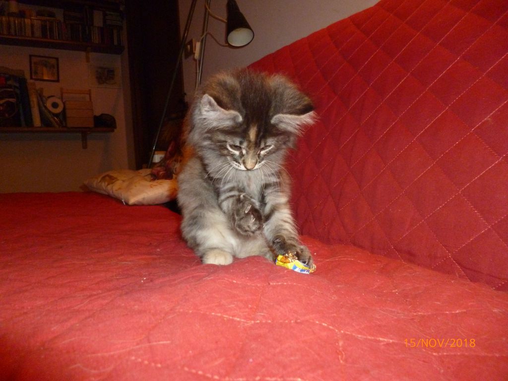 Gatti Norvegesi - cuccioli