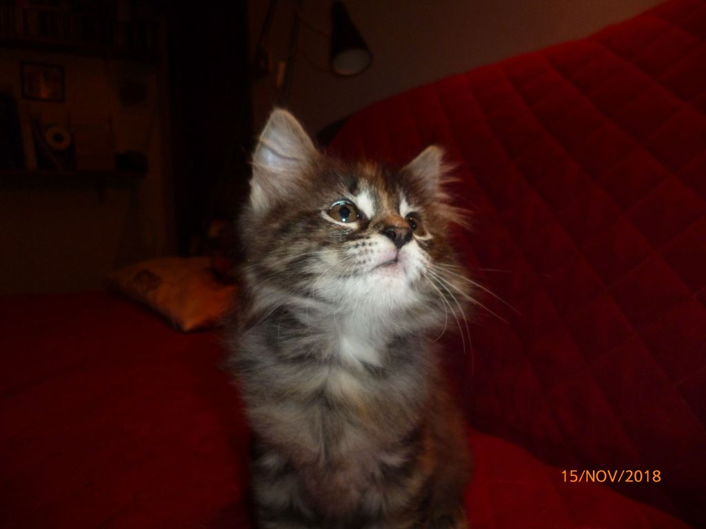Gatti Norvegesi - cuccioli