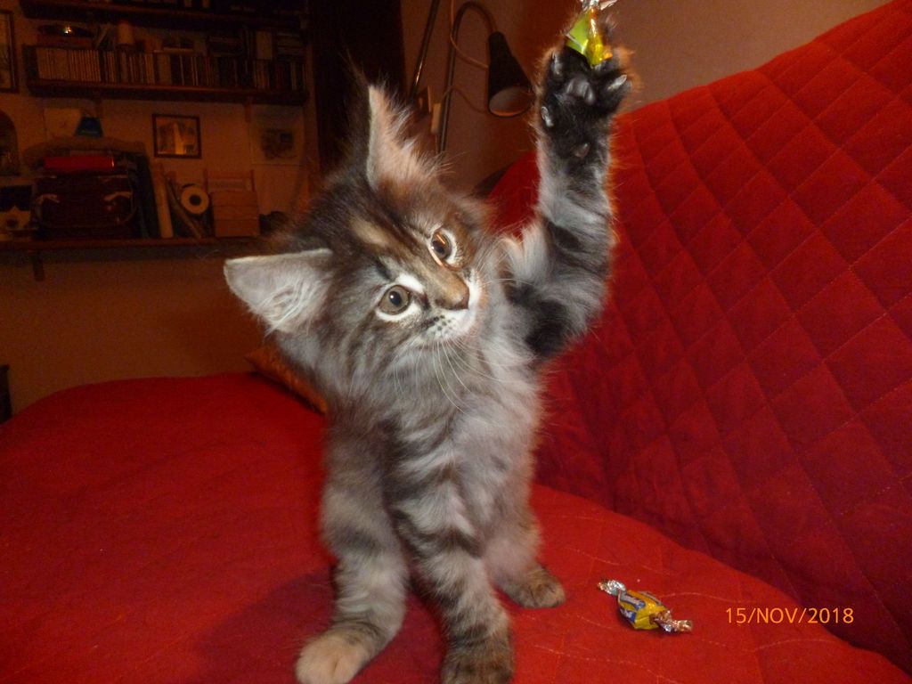Gatti Norvegesi - cuccioli
