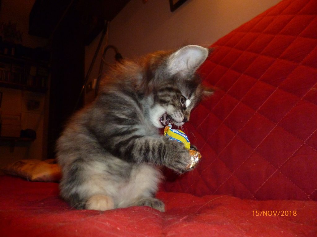 Gatti Norvegesi - cuccioli