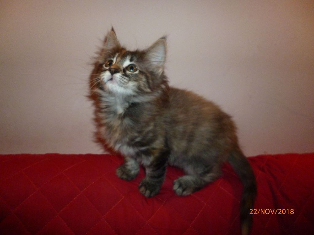 Gatti Norvegesi - cuccioli