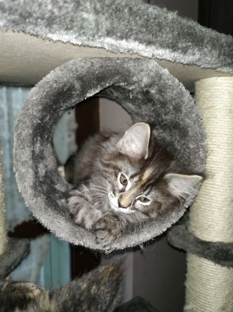 Gatti Norvegesi - cuccioli