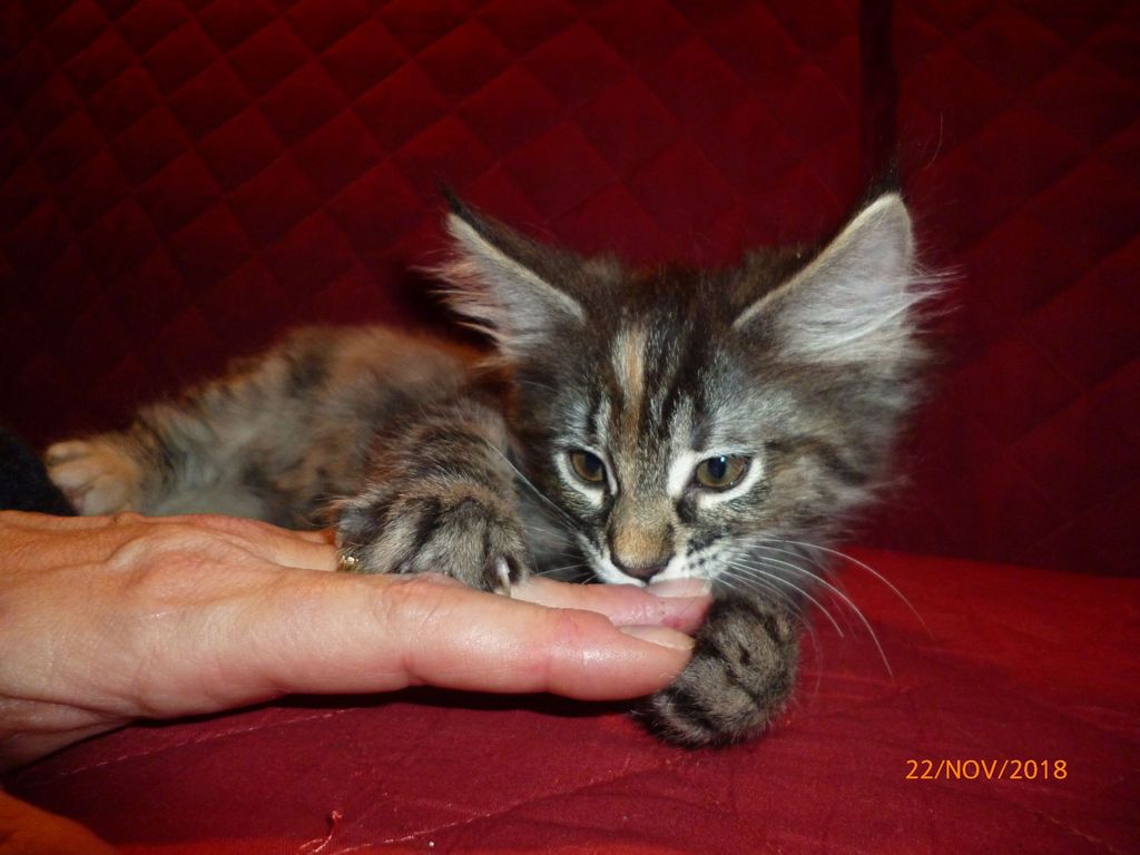 Gatti Norvegesi - cuccioli