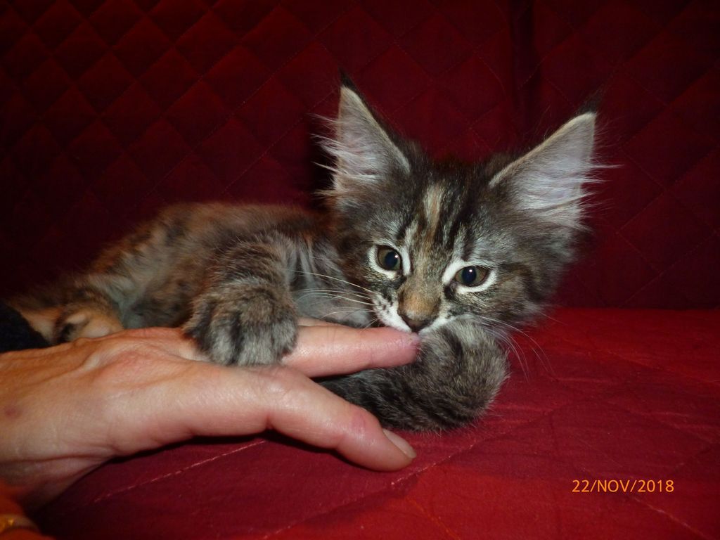 Gatti Norvegesi - cuccioli
