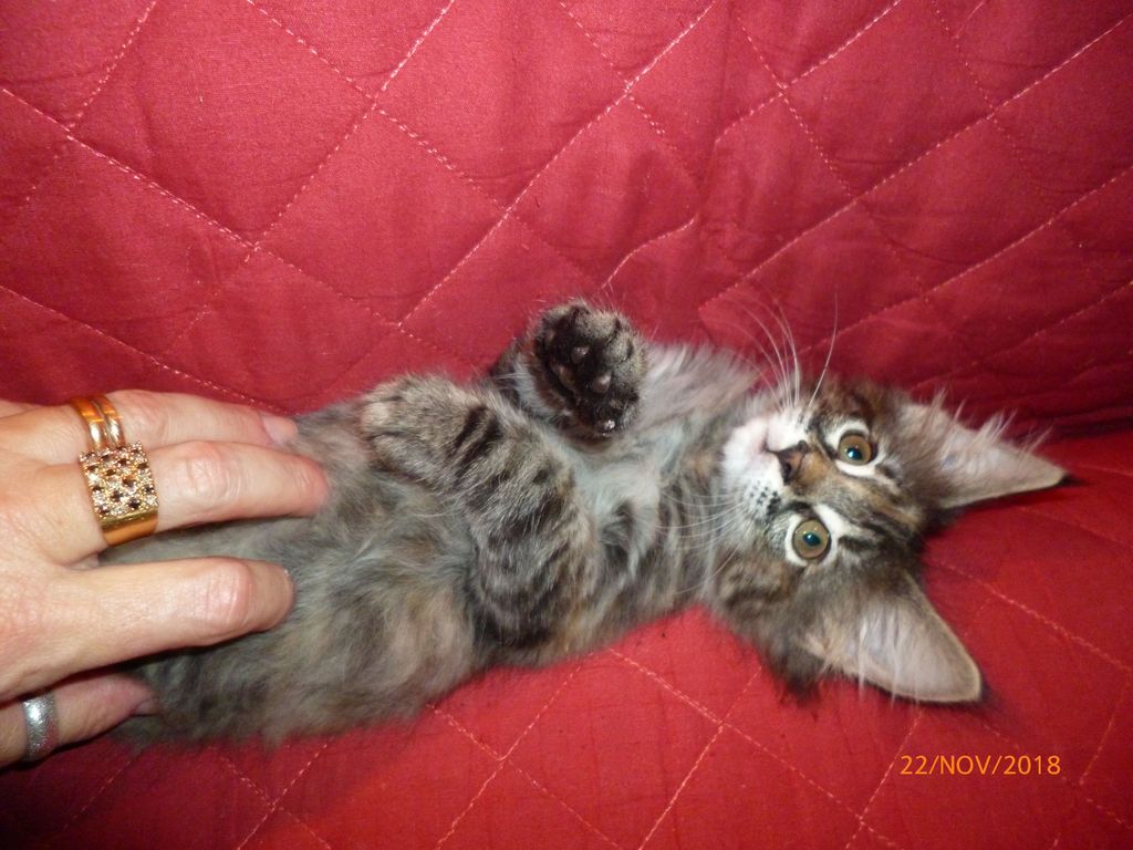Gatti Norvegesi - cuccioli