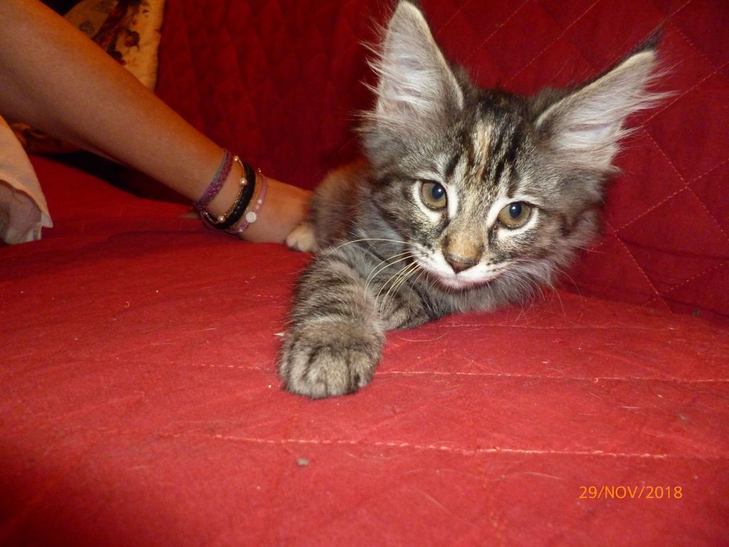 Gatti Norvegesi - cuccioli