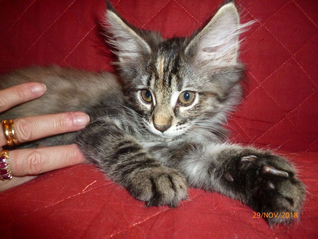 Gatti Norvegesi - cuccioli