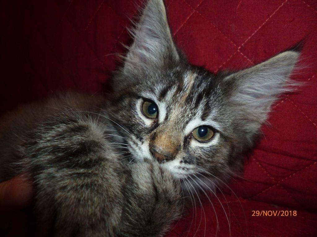 Gatti Norvegesi - cuccioli