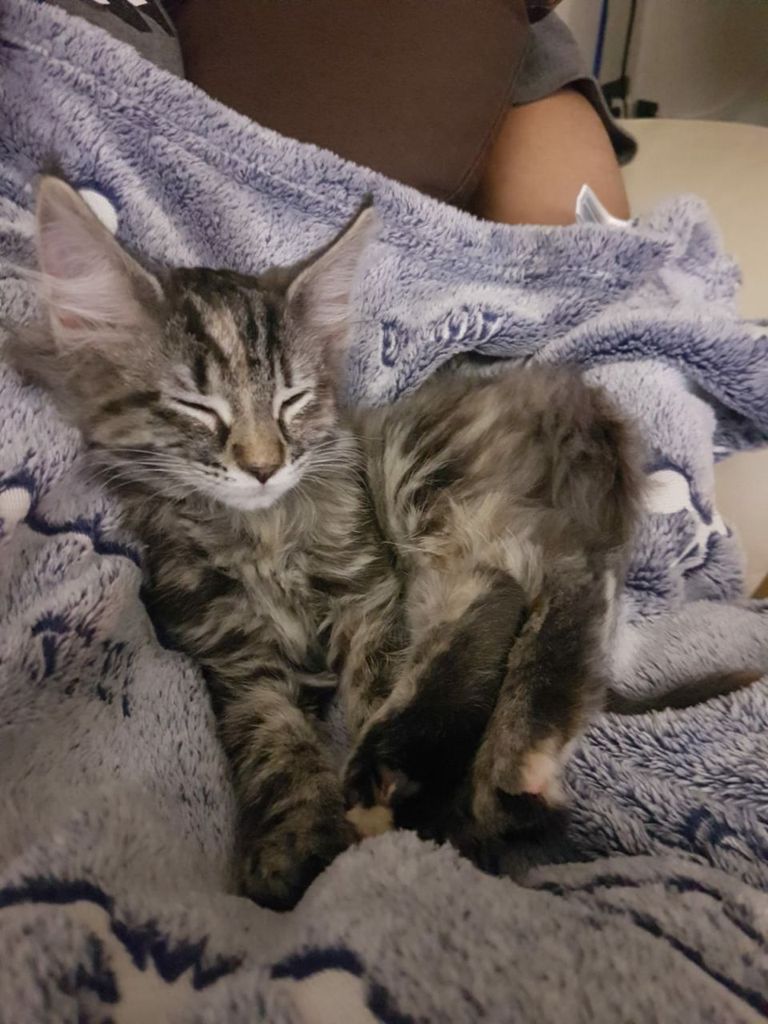 Gatti Norvegesi - cuccioli