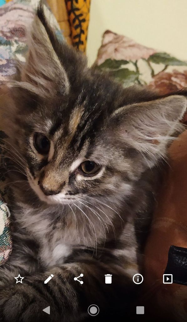 Gatti Norvegesi - cuccioli