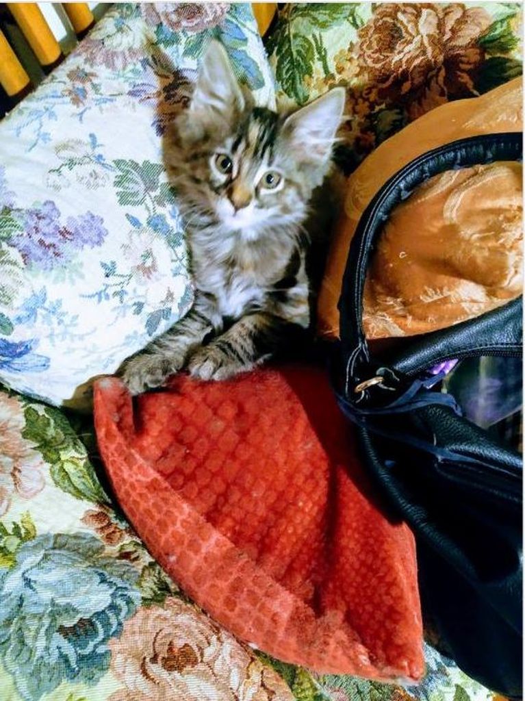 Gatti Norvegesi - cuccioli