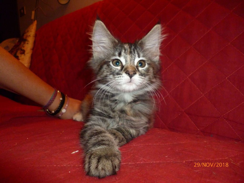 Gatti Norvegesi - cuccioli
