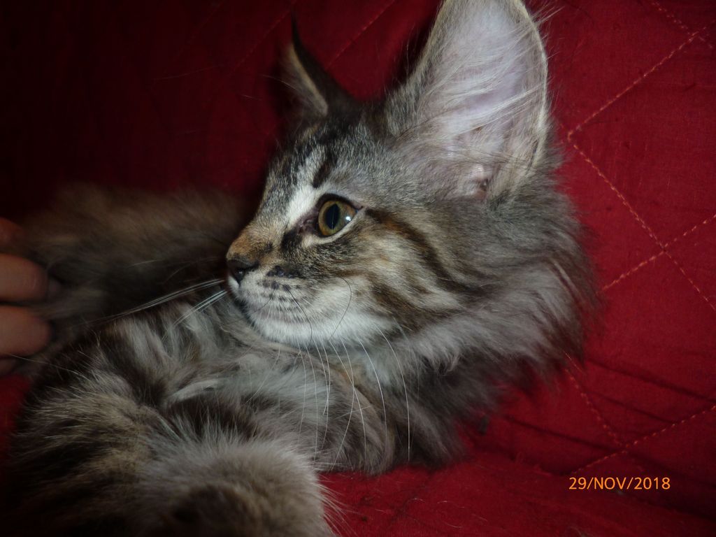 Gatti Norvegesi - cuccioli