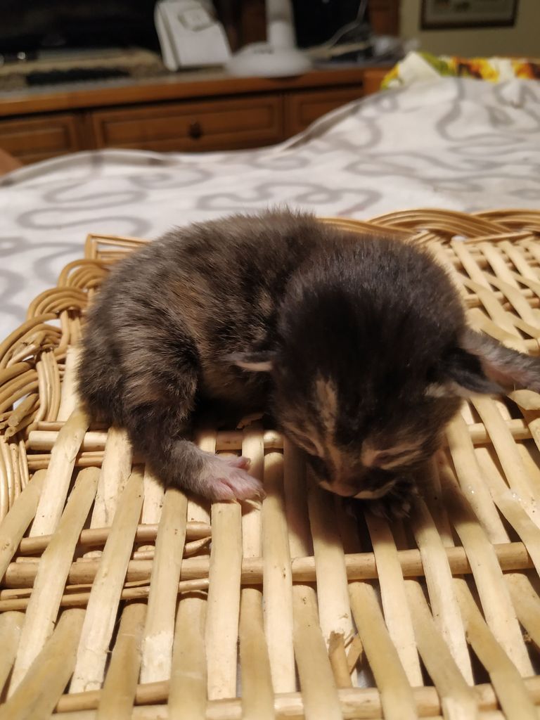 Gatti Norvegesi - cuccioli