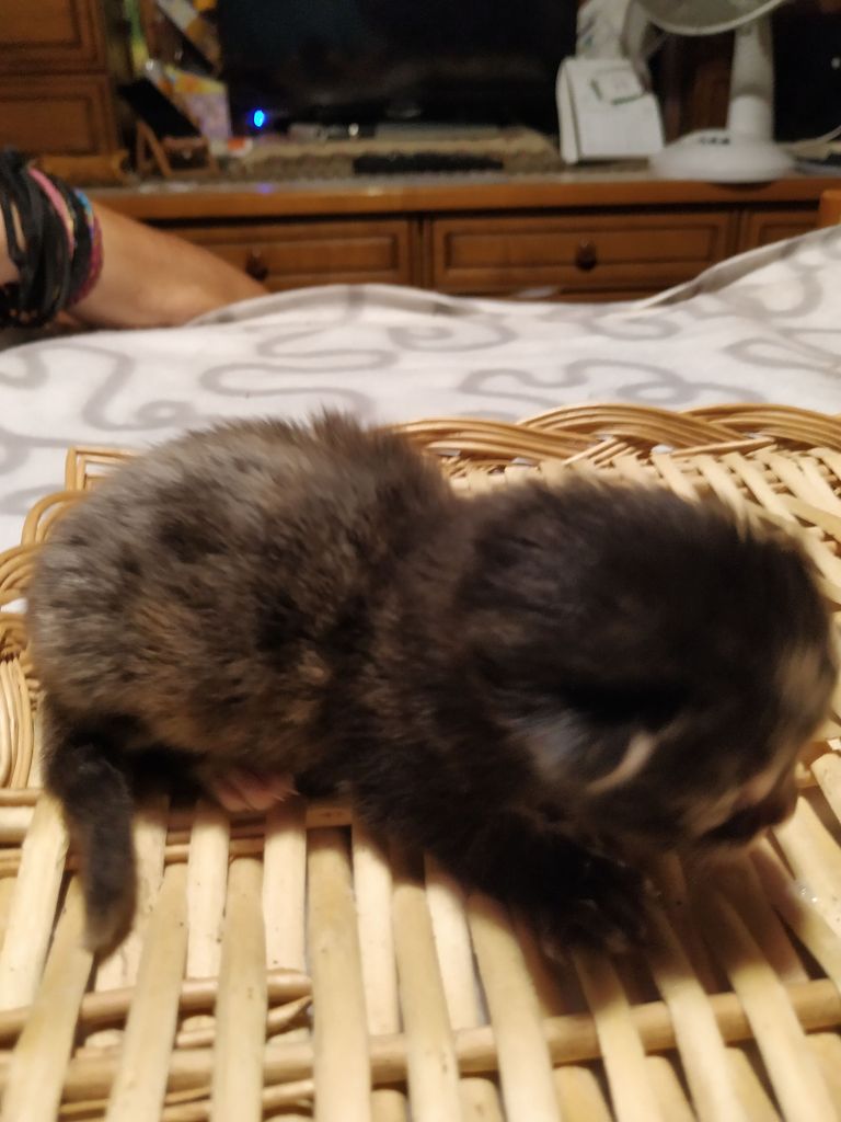 Gatti Norvegesi - cuccioli