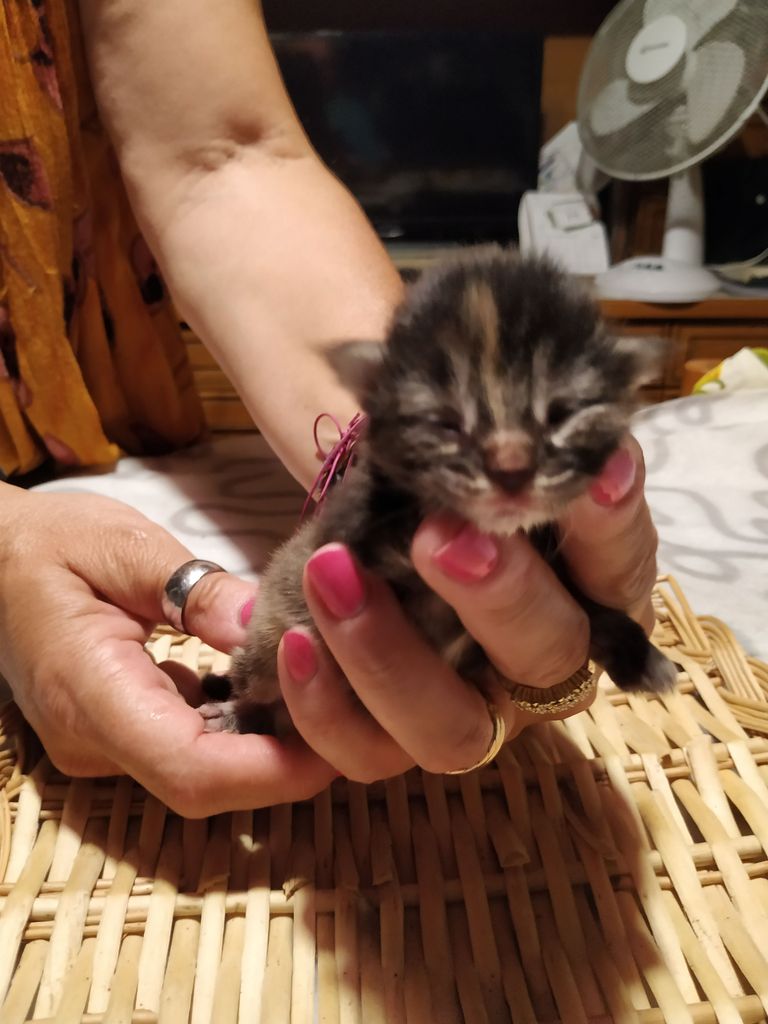 Gatti Norvegesi - cuccioli