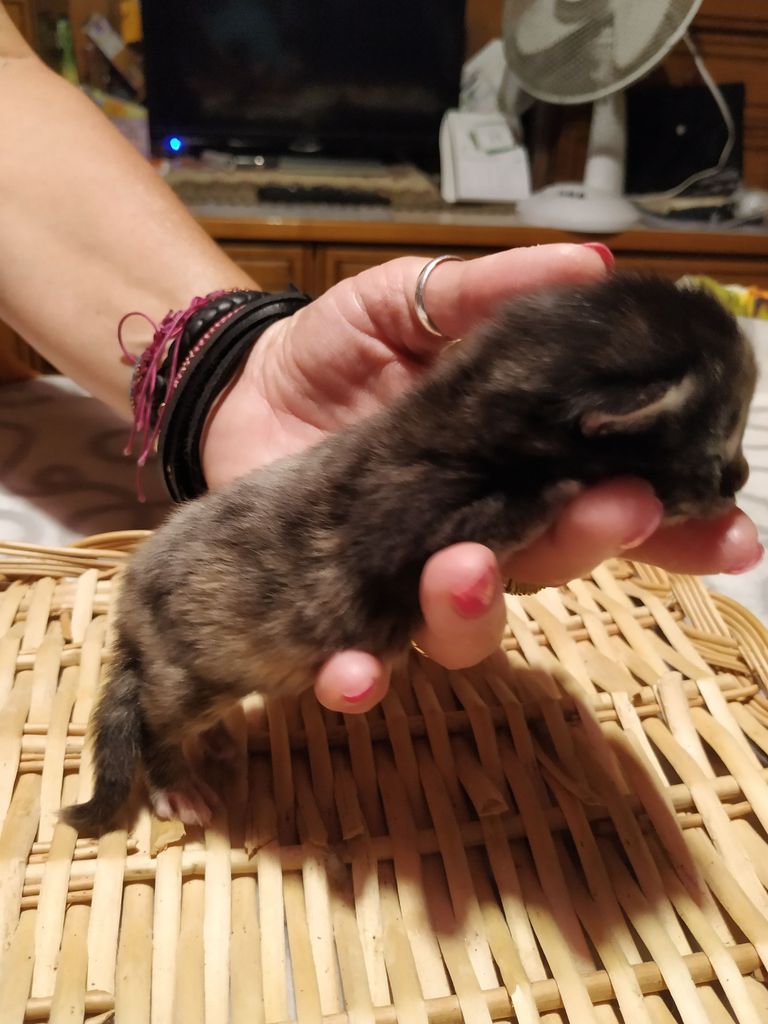 Gatti Norvegesi - cuccioli