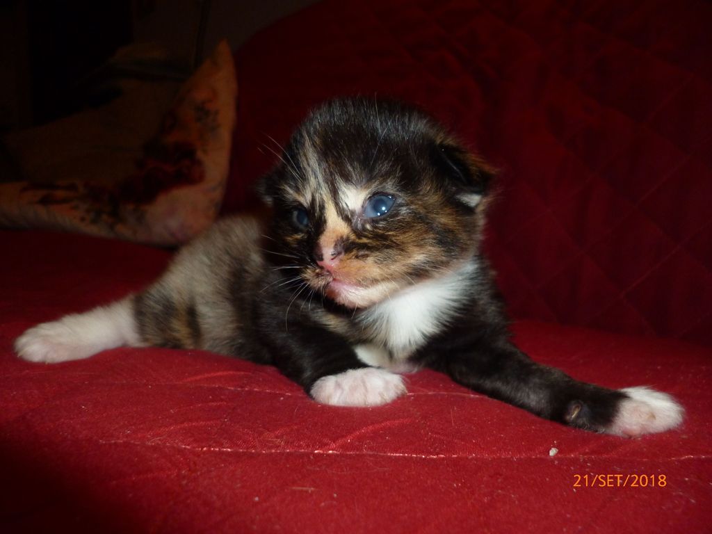 Gatti Norvegesi - cuccioli