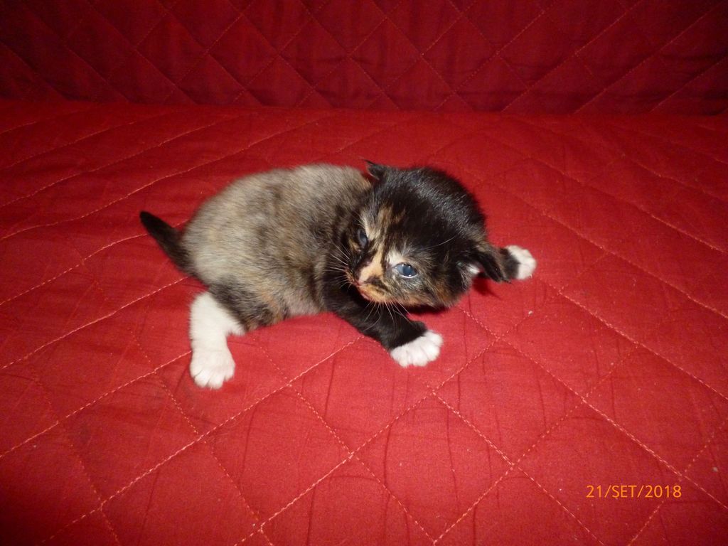 Gatti Norvegesi - cuccioli