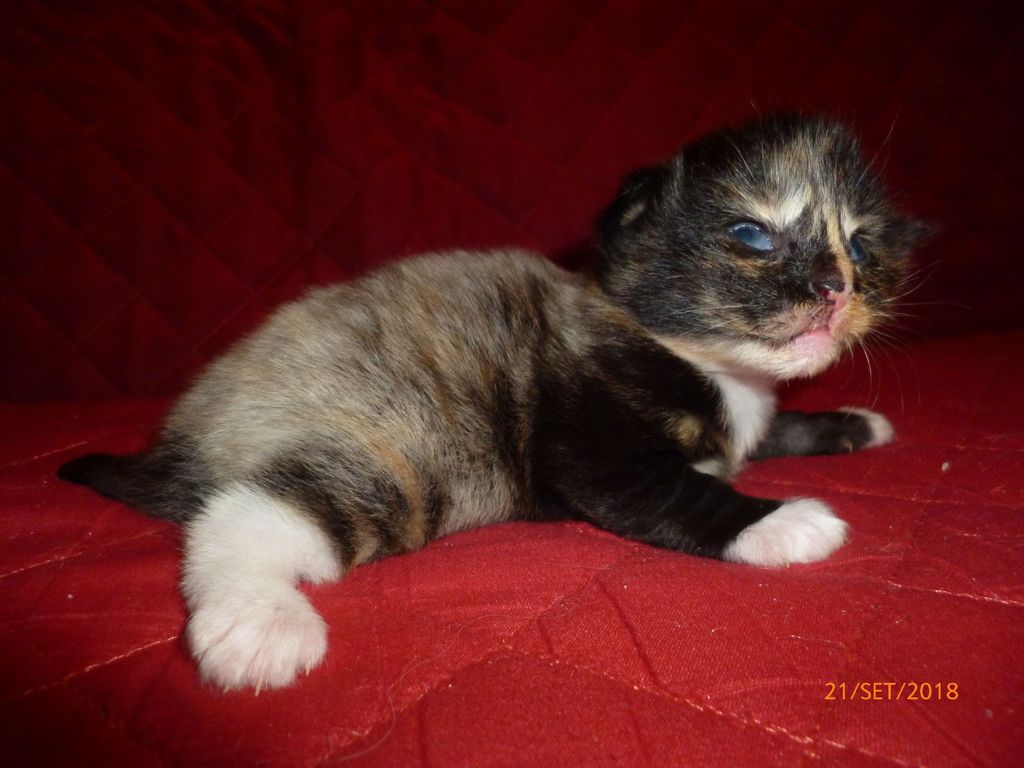 Gatti Norvegesi - cuccioli