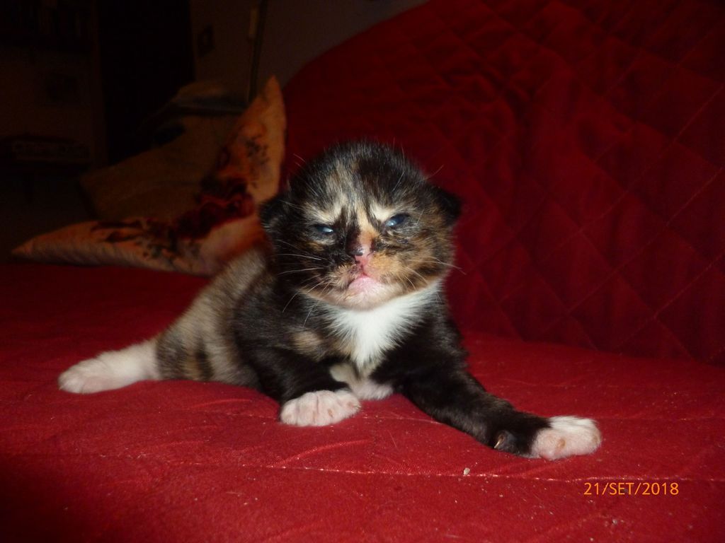 Gatti Norvegesi - cuccioli